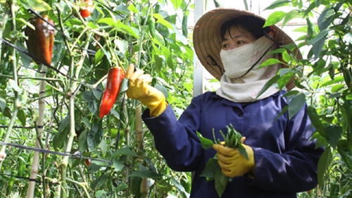 Southern agricultural producers get new VietGap certificate