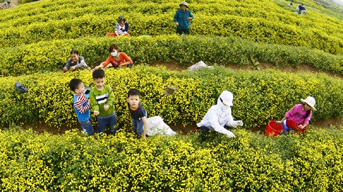 Travelling to Hung Yen to enjoy Chrysanthemum blooms