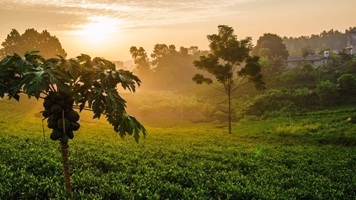 Tan Cuong tea hill at dawn