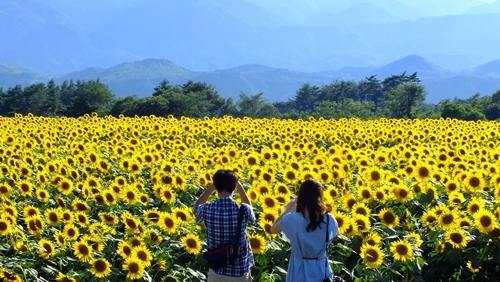 Sunflower fields abloom across northern Vietnam