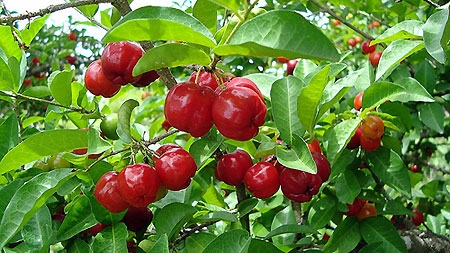 Japanese company builds acerola fruit processing plant