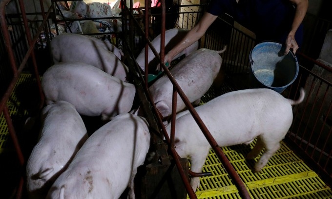 Vietnam protects breeding pigs amidst African swine fever outbreak