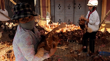 Border provinces urged to prevent avian flu spread