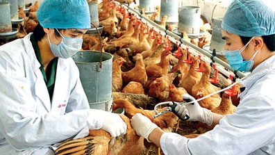 Localities prepared against bird flu
