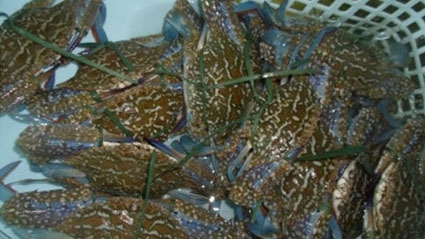 Vietnam targets int'l crab fishing accreditation