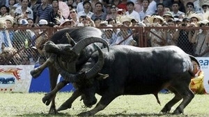 Buffalo fighting festival in PhuTho