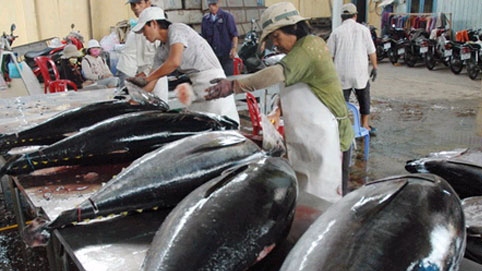 Tuna exports to Netherlands surge