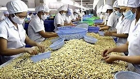 Cashew industry aims to boost local consumption