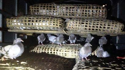 Smuggled Chinese pigeons seized in Quang Ninh