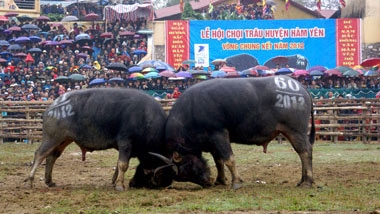 Ham Yen buffalo fighting festival attracts crowds
