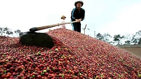 Gloomy forecast for Vietnam’s coffee output