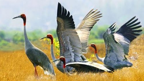 Red-headed cranes return to Kien Giang