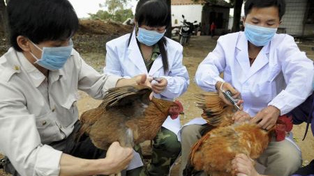 Border Lao Cai province declares A/H5N1 outbreak