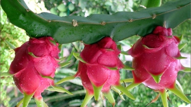 Red flesh dragon fruit exported to US