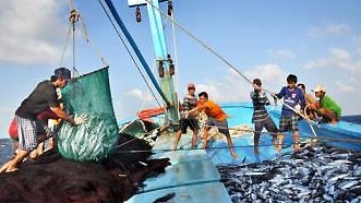 Ca Mau fishery sector moving towards sustainable exploitation