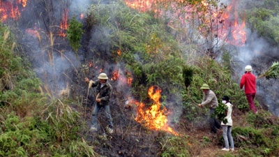 Minister urges preventive measures against forest fires