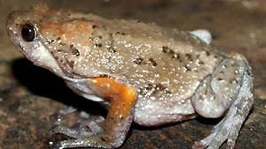 New narrow-mouthed frog species found in Vietnam