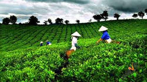 Tea brands need quality boost for better export