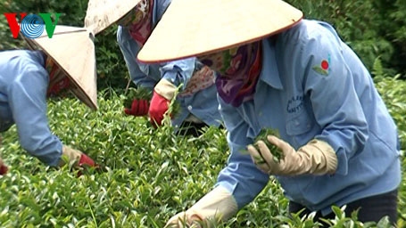 Tea exports expected to reach US$245 million