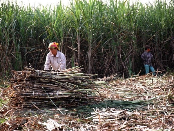 Sugarcane faces plummeting prices