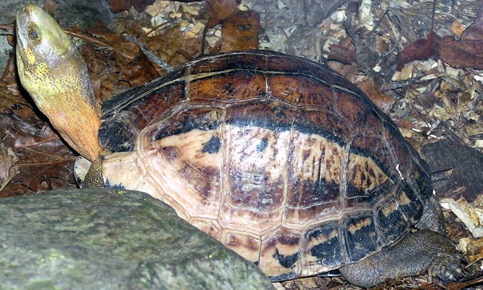 Three Vietnam turtle species move closer to extinction