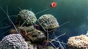 Strategy on marine environment protection announced