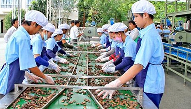 Cashew exports target US$4 billion by 2015