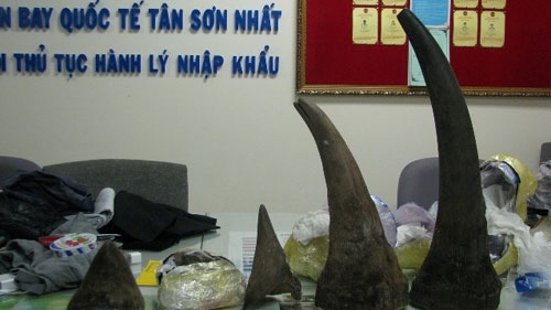 Smuggled rhino horns seized in HCM City