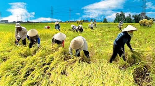 Rice output estimated at 43.7 mln tones in 2012