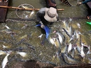 Ca Mau’s aquatic exports to hit US$1 bln in 2013