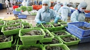 Vietnam ranks third in shrimp exports