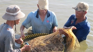 Vietnamese shrimp exporters seek to expand markets