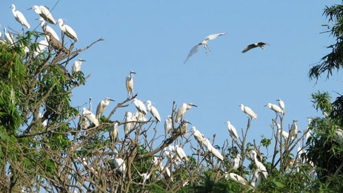 Home to storks