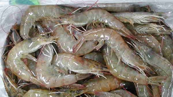 Vietnam requests to establish panel for shrimp case with US