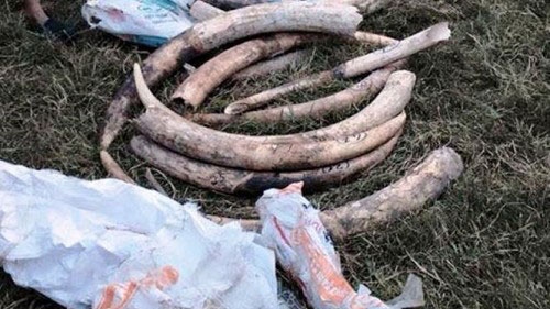 Vietnam police hunt for trafficker of African elephant tusks