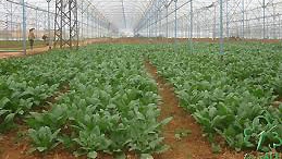 Vegetable farmers benefit from JICA-funded project