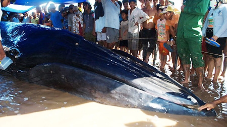 10-tonne whale stranded in Soc Trang