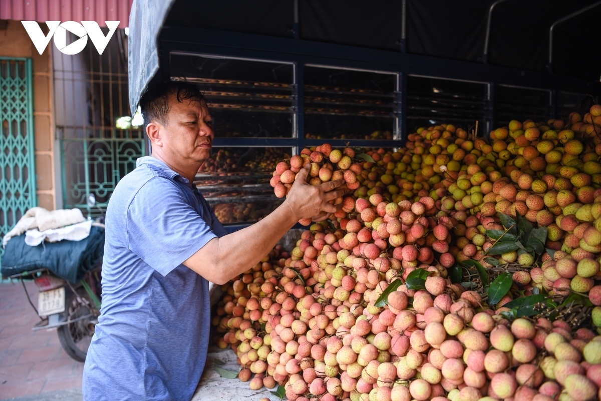 Positive signals for lychee export in 2023