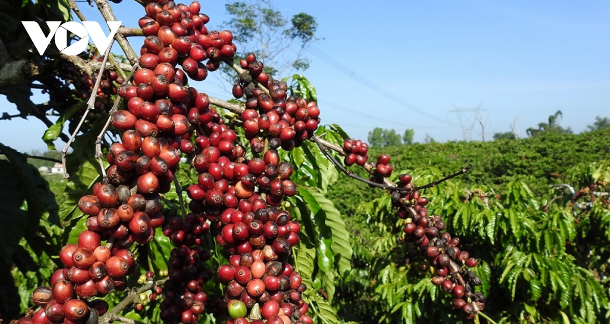 Vietnam ranks second among top five suppliers of coffee to Italy