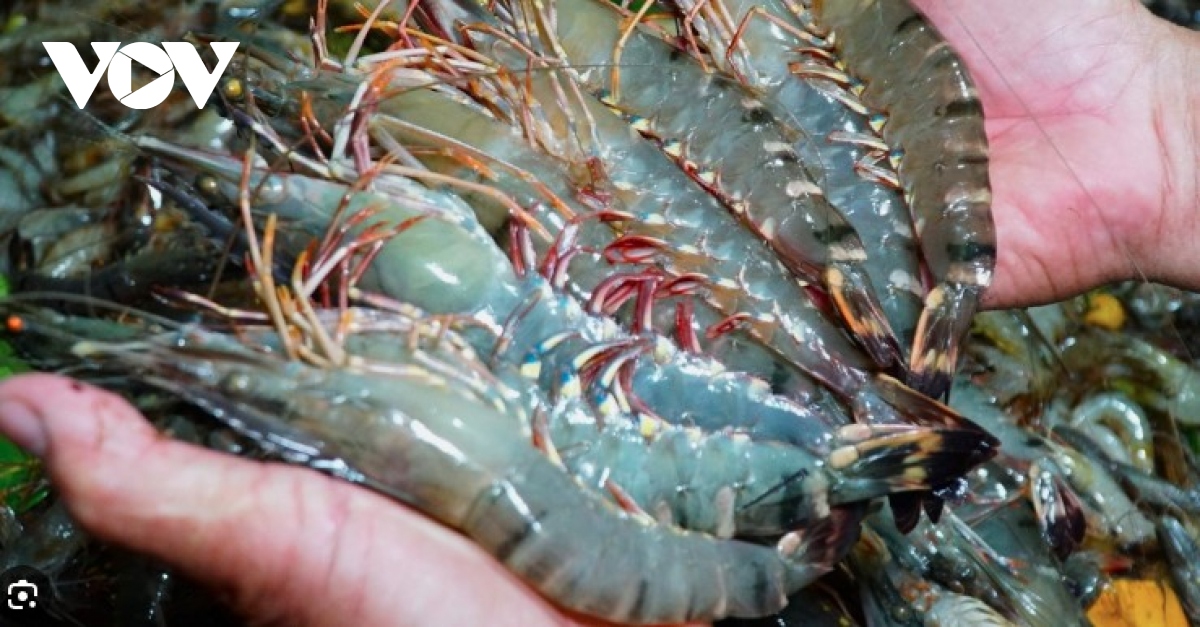 DOC issues conclusion on anti-subsidy probe into Vietnamese shrimp