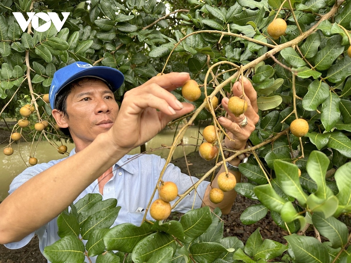 Can Tho exports first batch of longan to US and Australia